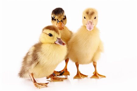 Three ducklings isolated on white Stock Photo - Budget Royalty-Free & Subscription, Code: 400-04277051