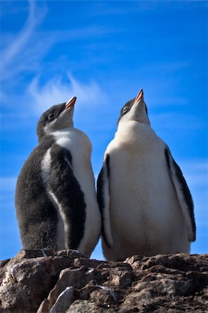 simsearch:400-07680375,k - two identical penguins resting on the stony coast of Antarctica Stock Photo - Budget Royalty-Free & Subscription, Code: 400-04277134