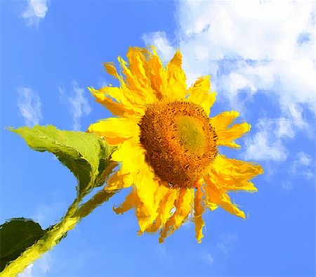 simsearch:400-04872162,k - sunflower and blue sky background Stock Photo - Budget Royalty-Free & Subscription, Code: 400-04277358