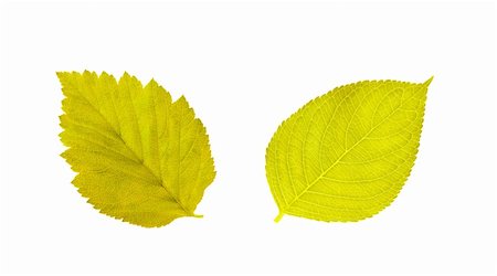 simsearch:400-04524191,k - Gold autumn leaves isolated on white Stock Photo - Budget Royalty-Free & Subscription, Code: 400-04277362