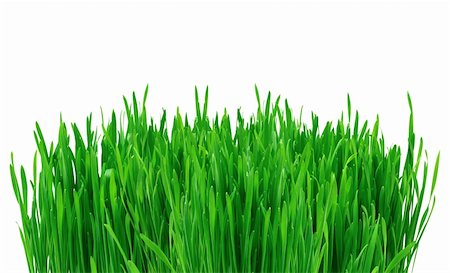 simsearch:400-05731622,k - green grass isolated on white background Stock Photo - Budget Royalty-Free & Subscription, Code: 400-04277376