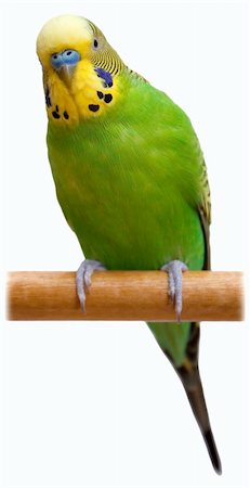 Australian Green Parrot isolated on the white background Photographie de stock - Aubaine LD & Abonnement, Code: 400-04277548