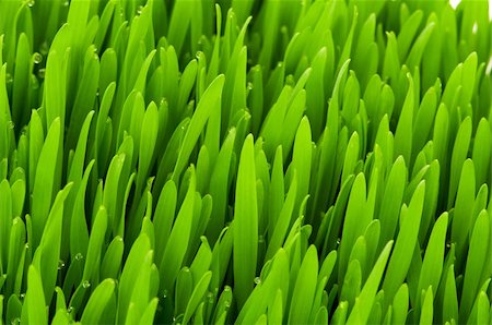 simsearch:400-05731622,k - Close up of green grass on summer day Stock Photo - Budget Royalty-Free & Subscription, Code: 400-04277565