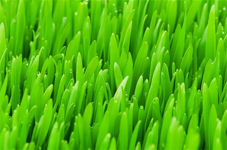 simsearch:400-05731622,k - Close up of green grass on summer day Stock Photo - Budget Royalty-Free & Subscription, Code: 400-04277566