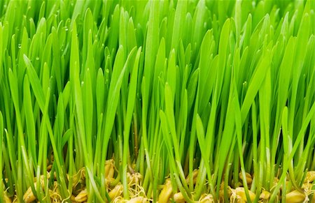 simsearch:400-05731622,k - Close up of green grass on summer day Stock Photo - Budget Royalty-Free & Subscription, Code: 400-04277567