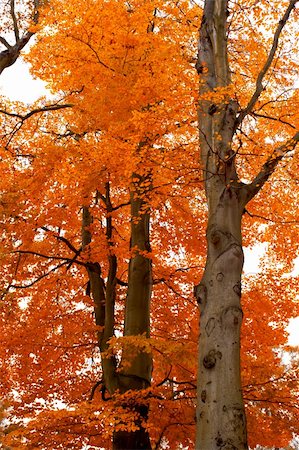 seasonal change - autumn tree orange scenery in park Stock Photo - Budget Royalty-Free & Subscription, Code: 400-04277562