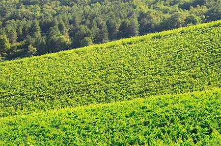 simsearch:851-02960837,k - Natural Background Of Vineyard In The Chianti Region Stock Photo - Budget Royalty-Free & Subscription, Code: 400-04277688