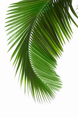 den kopf hängen lassen - Green palm tree on white background Stockbilder - Microstock & Abonnement, Bildnummer: 400-04277736