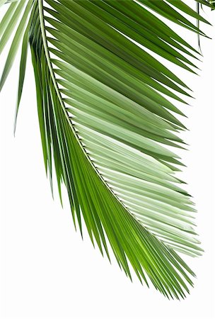 single coconut tree picture - Green palm tree on white background Stock Photo - Budget Royalty-Free & Subscription, Code: 400-04277737