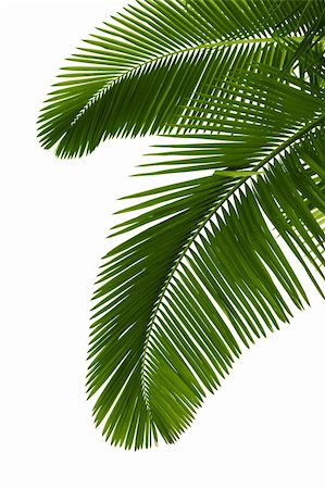 palm tree branches - Green palm tree on white background Stock Photo - Budget Royalty-Free & Subscription, Code: 400-04277745