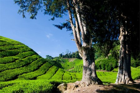 Tea plantation in cameron highland in Malaysia. Stock Photo - Budget Royalty-Free & Subscription, Code: 400-04277746