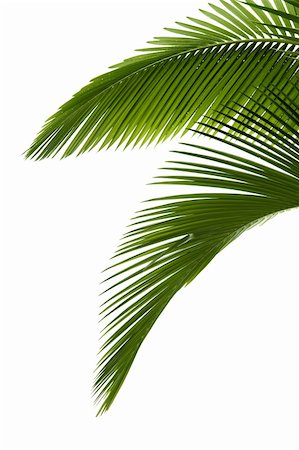 feathery - Green palm tree on white background Stock Photo - Budget Royalty-Free & Subscription, Code: 400-04277740