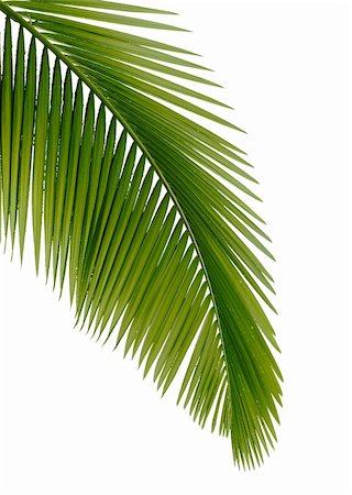 Green palm tree on white background Photographie de stock - Aubaine LD & Abonnement, Code: 400-04277741