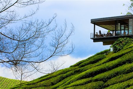 Tea plantation in cameron highland in Malaysia. Stock Photo - Budget Royalty-Free & Subscription, Code: 400-04277743