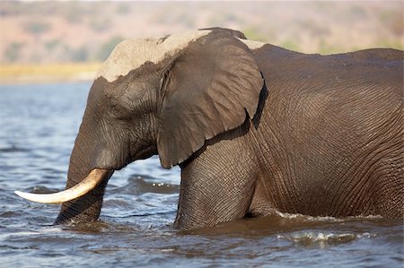 simsearch:400-05885491,k - A herd of African elephants (Loxodonta Africana) crossing the Chobe River in Botswana Photographie de stock - Aubaine LD & Abonnement, Code: 400-04277914