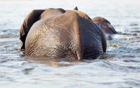 simsearch:400-04751243,k - A herd of African elephants (Loxodonta Africana) crossing the Chobe River in Botswana Photographie de stock - Aubaine LD & Abonnement, Code: 400-04277913