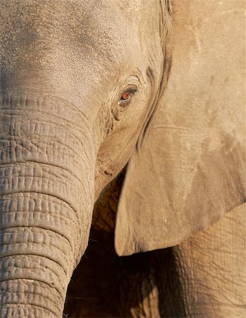 Portrait of an African elephant (Loxodonta Africana) on the banks of the Chobe River in Botswana drinking water Stock Photo - Budget Royalty-Free & Subscription, Code: 400-04277937