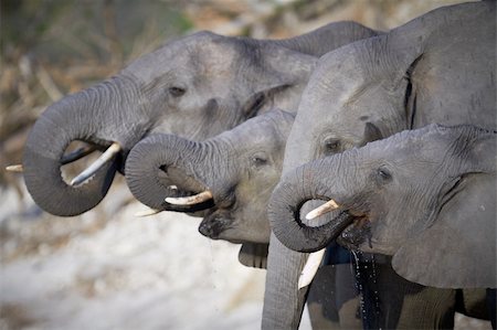 simsearch:400-04751243,k - A herd of African elephants (Loxodonta Africana) on the banks of the Chobe River in Botswana drinking water Photographie de stock - Aubaine LD & Abonnement, Code: 400-04277938