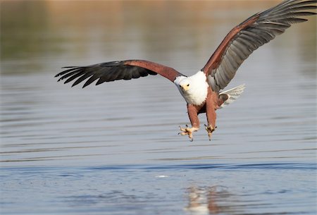 fish eagle - Fish eagle attempting to catch a fish in the Chobe river in Botswana in Southern Africa Foto de stock - Super Valor sin royalties y Suscripción, Código: 400-04277931