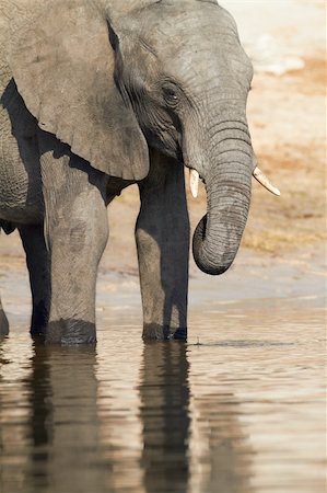 simsearch:400-06137139,k - An African elephants (Loxodonta Africana) on the banks of the Chobe River in Botswana drinking water Photographie de stock - Aubaine LD & Abonnement, Code: 400-04277933