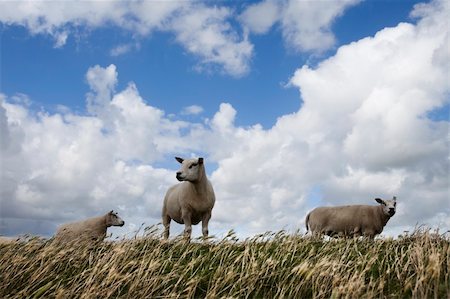 Curious sheep Stock Photo - Budget Royalty-Free & Subscription, Code: 400-04278354