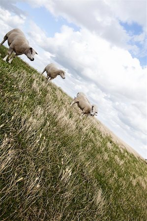 Curious sheep Stock Photo - Budget Royalty-Free & Subscription, Code: 400-04278353