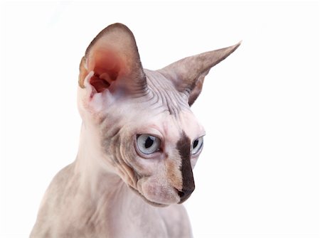 simsearch:400-06333962,k - The Canadian sphynx on a white background Stock Photo - Budget Royalty-Free & Subscription, Code: 400-04279001