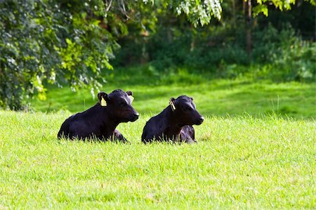 simsearch:400-03957687,k - Young calfs in green field, Sutherland, Scotland Photographie de stock - Aubaine LD & Abonnement, Code: 400-04279024