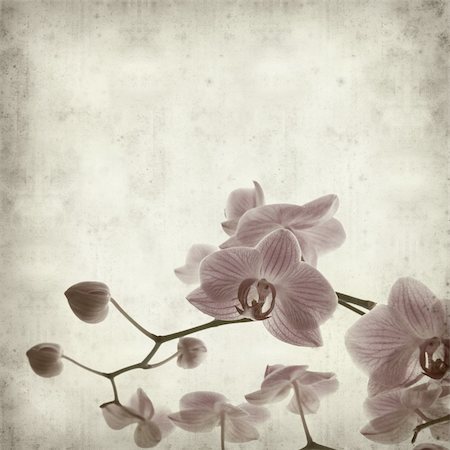 simsearch:400-05923102,k - textured old paper background with abundant flowering of pink stripy phalaenopsis orchid Stockbilder - Microstock & Abonnement, Bildnummer: 400-04279514