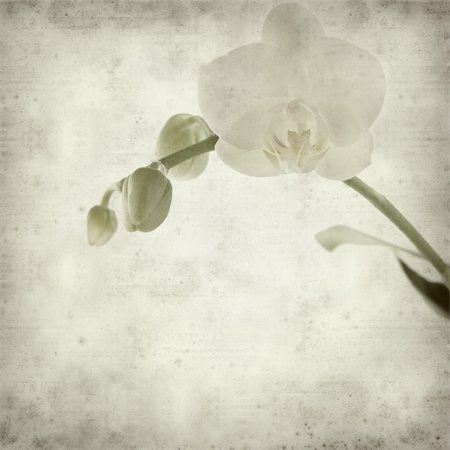 simsearch:400-05923102,k - textured old paper background with white phalaenopsis orchid stem with one open flower Stockbilder - Microstock & Abonnement, Bildnummer: 400-04279518