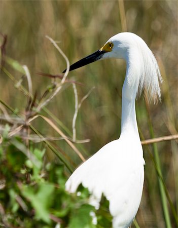 A snowy egret in the mangrove swamp Stockbilder - Microstock & Abonnement, Bildnummer: 400-04279534