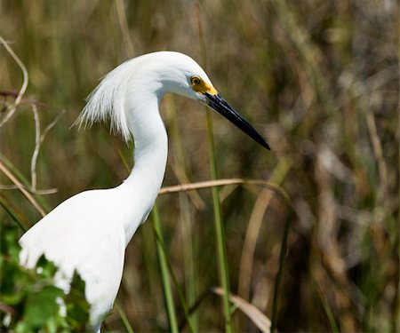 A snowy egret in the mangrove swamp Foto de stock - Super Valor sin royalties y Suscripción, Código: 400-04279535