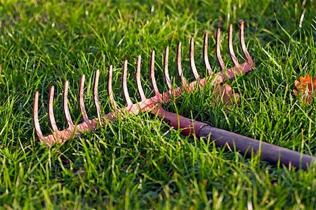 raking leaves - Detail of the iron rake in the grass. Stock Photo - Budget Royalty-Free & Subscription, Code: 400-04270222