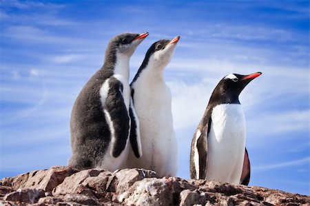 simsearch:400-04299219,k - penguins resting on the stony coast of Antarctica Stock Photo - Budget Royalty-Free & Subscription, Code: 400-04271718