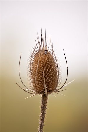 A teasel comb in spring with an insect climbing on it. Stockbilder - Microstock & Abonnement, Bildnummer: 400-04271933