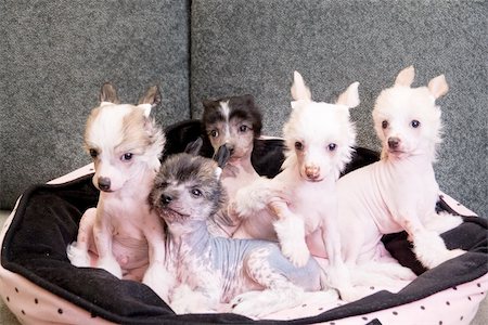 simsearch:400-04951103,k - chinese crested puppy dogs in front at sofa Stock Photo - Budget Royalty-Free & Subscription, Code: 400-04271973