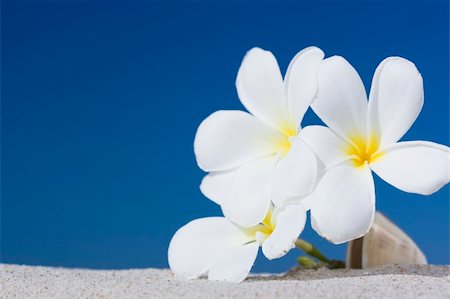 Three plumeria flowers on sandy beach Stock Photo - Budget Royalty-Free & Subscription, Code: 400-04272194