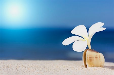 Tropical flower Plumeria alba and seashell on the sandy beach Stock Photo - Budget Royalty-Free & Subscription, Code: 400-04272193