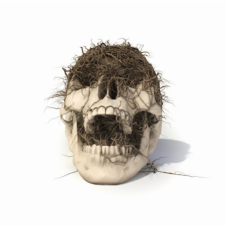 human skull with a trailing vine. with clipping path. Stock Photo - Budget Royalty-Free & Subscription, Code: 400-04273078