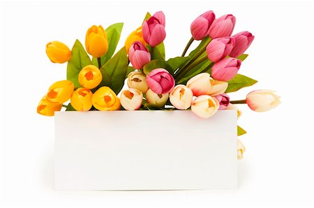 simsearch:400-05033064,k - Tulips and blank message isolated on white Foto de stock - Royalty-Free Super Valor e Assinatura, Número: 400-04273308
