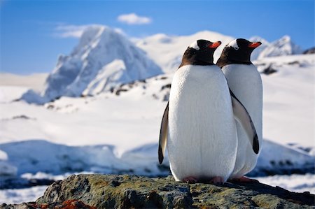 penguin on mountain - Two penguins dreaming sitting on a rock, mountains in the background Photographie de stock - Aubaine LD & Abonnement, Code: 400-04273390