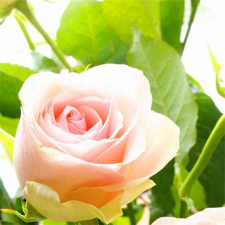 simsearch:400-05033064,k - rose flower showing amor love or anniversary concept Foto de stock - Royalty-Free Super Valor e Assinatura, Número: 400-04273568