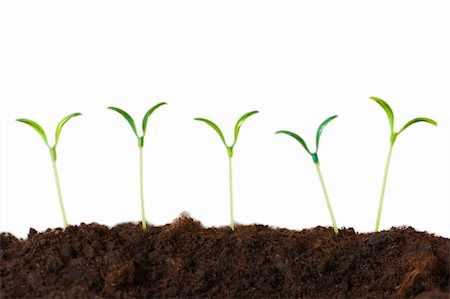 simsearch:400-05744585,k - Seedlings isolated on the white background Stock Photo - Budget Royalty-Free & Subscription, Code: 400-04284221