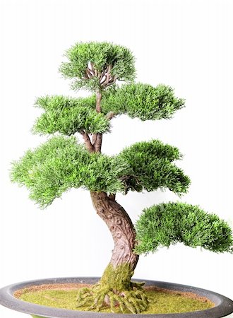 Bonsai tree isolated on a white background Stock Photo - Budget Royalty-Free & Subscription, Code: 400-04284680