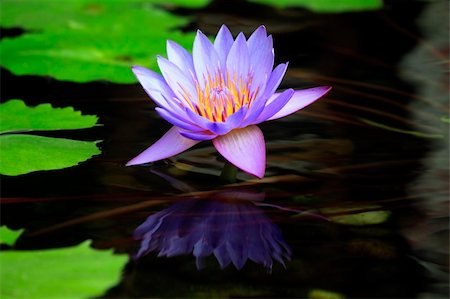 simsearch:689-03124197,k - Lotus blossoms or water lily flowers blooming on pond Photographie de stock - Aubaine LD & Abonnement, Code: 400-04284833