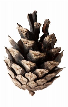 pine tree one not snow not people - Close-up view of the cone isolated over white background Stock Photo - Budget Royalty-Free & Subscription, Code: 400-04284912