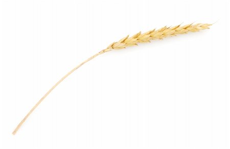 simsearch:400-06093195,k - Wheat ear isolated on white background Fotografie stock - Microstock e Abbonamento, Codice: 400-04285147