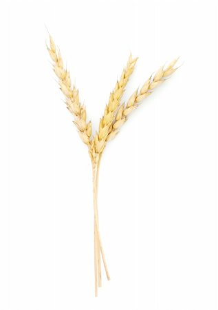 simsearch:400-05914429,k - Wheat ears isolated on white background Foto de stock - Royalty-Free Super Valor e Assinatura, Número: 400-04285150