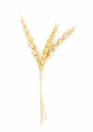 simsearch:400-06093195,k - Wheat ears isolated on white background Fotografie stock - Microstock e Abbonamento, Codice: 400-04285150