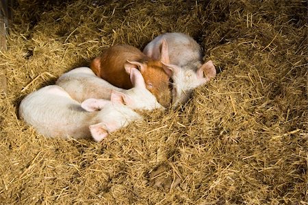 simsearch:400-04401097,k - Four young pigs nestled in hay in barn Stock Photo - Budget Royalty-Free & Subscription, Code: 400-04285537